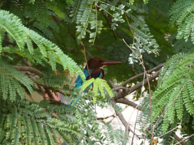 Indian White Throated Kingfisher