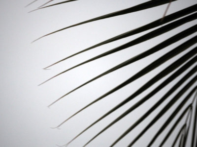 Fronds of the leaf of a coconut tree