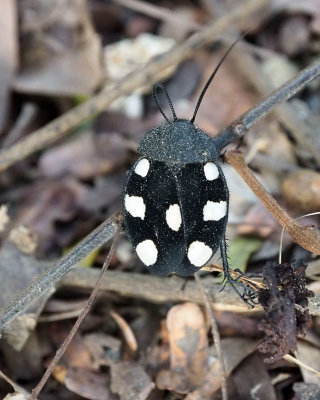 A common beetle on campus