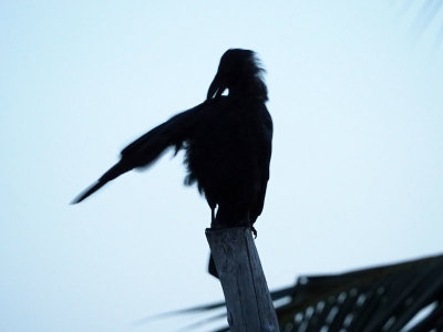 A crow cleaning itself in the early morning