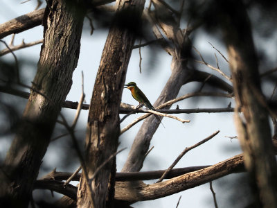 A Blue-tailed Bee-eater