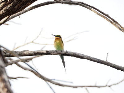 A Blue-tailed Bee-eater