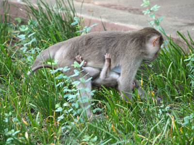 A monkey carrying its little one