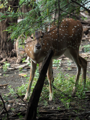 The spotted deer observing me