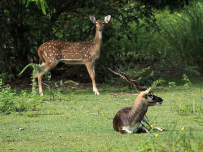 The spotted deer and the blackbuck