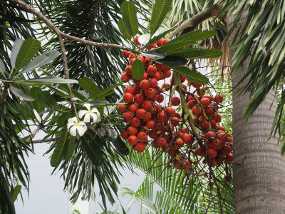 A tree with fruits and flowers