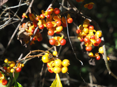 Berries on the trail