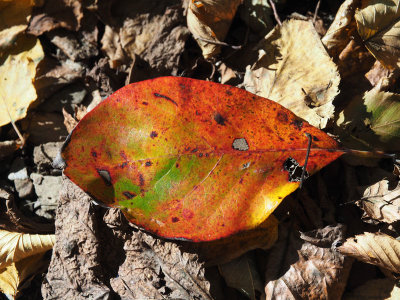 Autumn colors on a fallen leaf