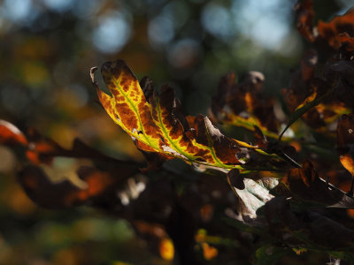 Sunlight on the dying leaf