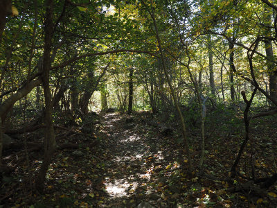 The shaded trail