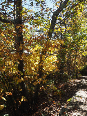 Touch of yellow on the Appalachian Trail