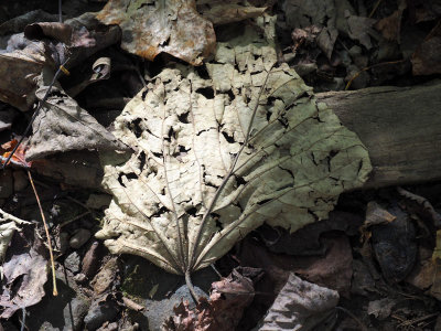 A dried fallen leaf