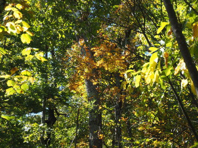 Backlit leaves beside the trail