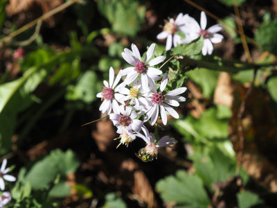 Asters along the trail