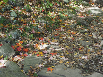 Fallen leaves at the start of the trail