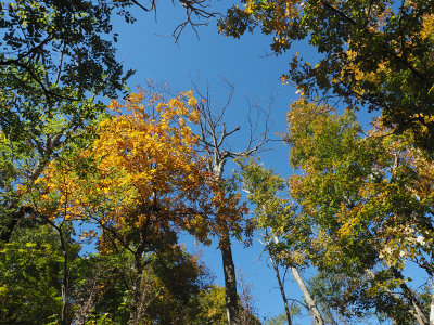 Trees changing color on the Appalachian Trail