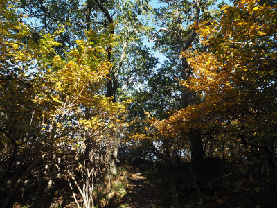 The Appalachian trail to Hightop summit