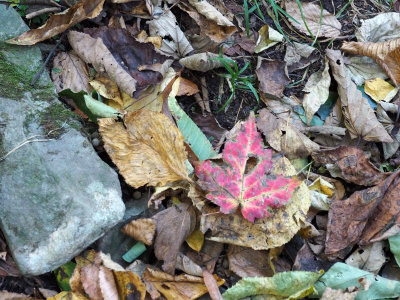 Signs that Fall is on the way