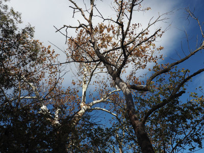 The Sycamore tree and the sky