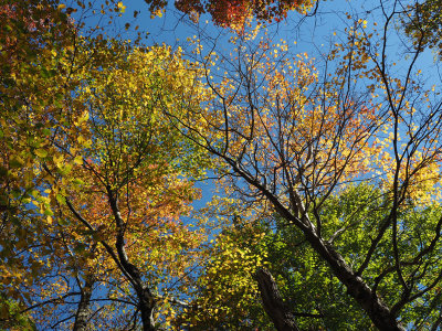 The colorful leaves and the sky
