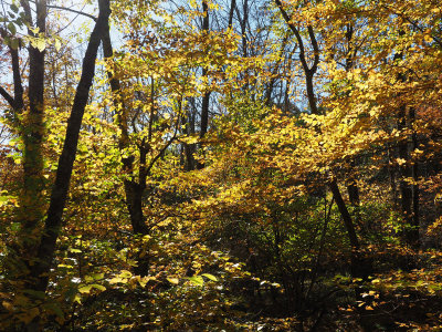 A riot of Yellow on the Dark Hollow Falls Trail