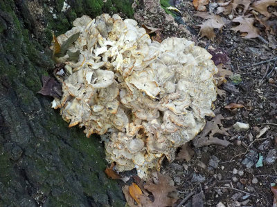 Mushroom