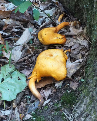 A strange-looking mushroom forms on the trail