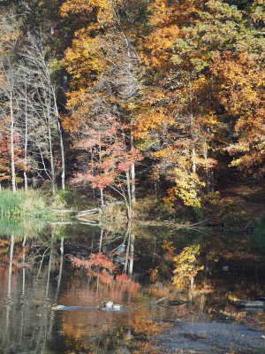 The blue heron and Clopper Lake