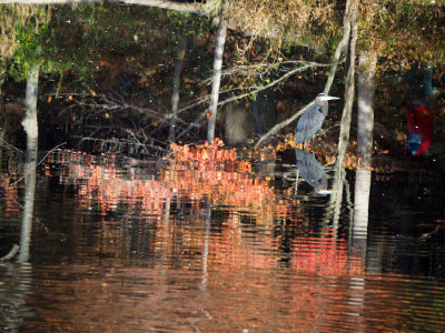 The great blue heron on Clopper Lake