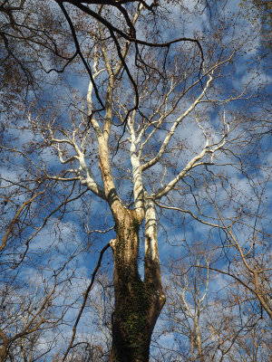 The Sycamore tree near Whites Ferry