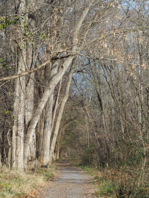 Trail at Whites Ferry