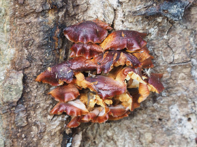 Fungi growing on a tree