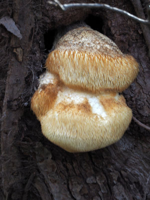 Unknown mushroom on a tree