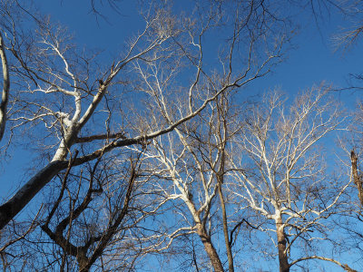 Sycamore Tree Tops