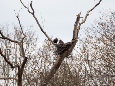 Eagles' nest across the river