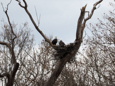 Eagles nest across the river