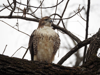 The Red-shouldered Hawk