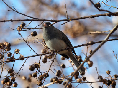 Dark-eyed Junco in the Crepe Myrtle tree