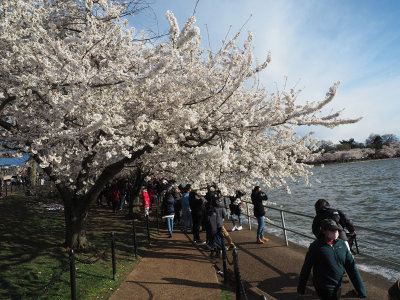 The Tidal Basin