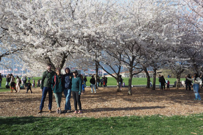 Under the Cherry Blossoms