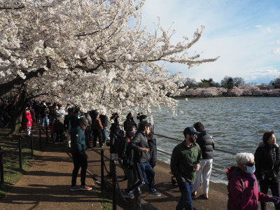 The Tidal Basin