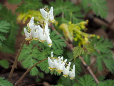 Dutchman's breeches