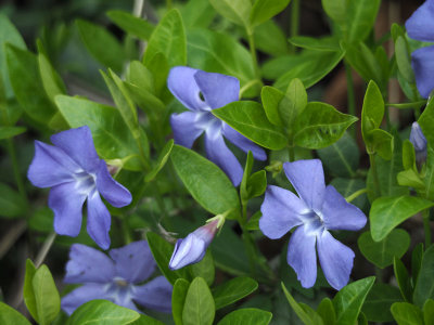 Periwinkle