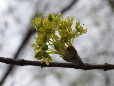 The Spring growth
