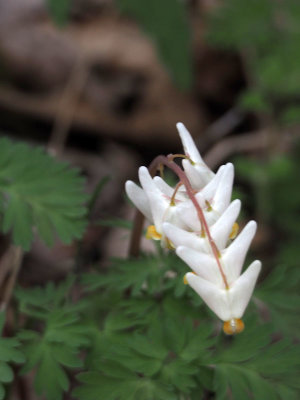 Dutchman's breeches