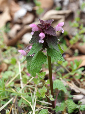 Purple Dead Nettle