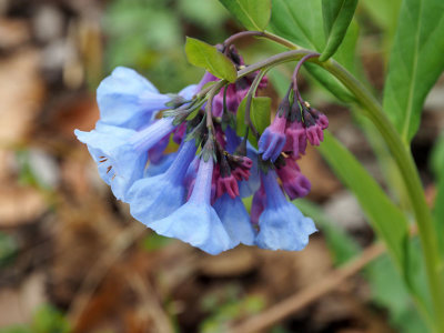 Bluebells