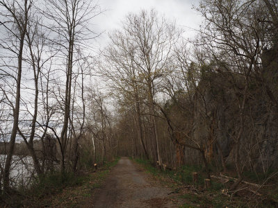 Trees cut down along this stretch
