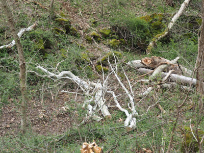 Shame to see a chopped up Sycamore tree