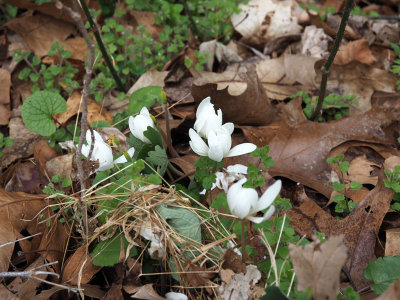 Bloodroot, I suspect